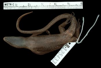 Media type: image;   Herpetology R-125433 Aspect: ventral